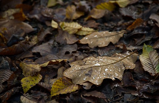 Free Leaves Waterdrops photo and picture