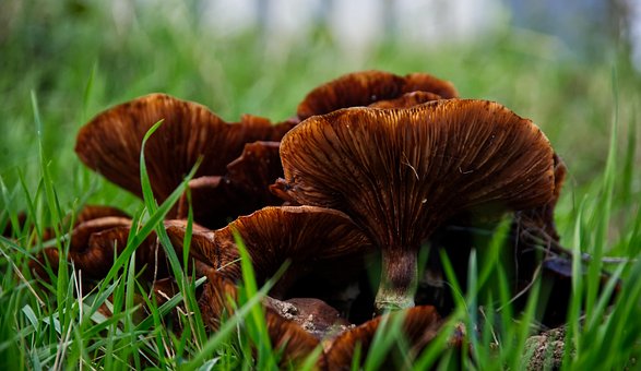 Free Mushrooms Forest photo and picture