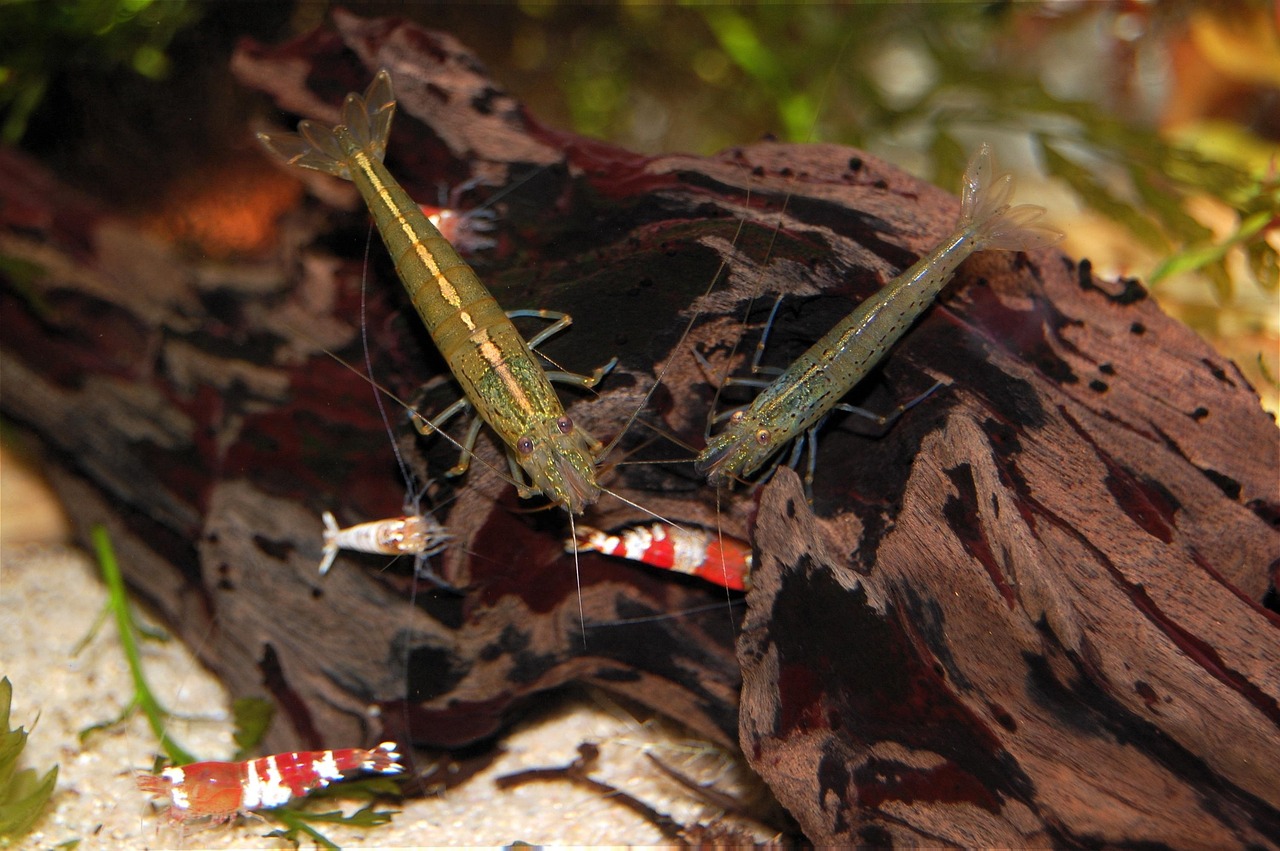 Shrimp Amano Aquarium - Free photo on Pixabay - Pixabay