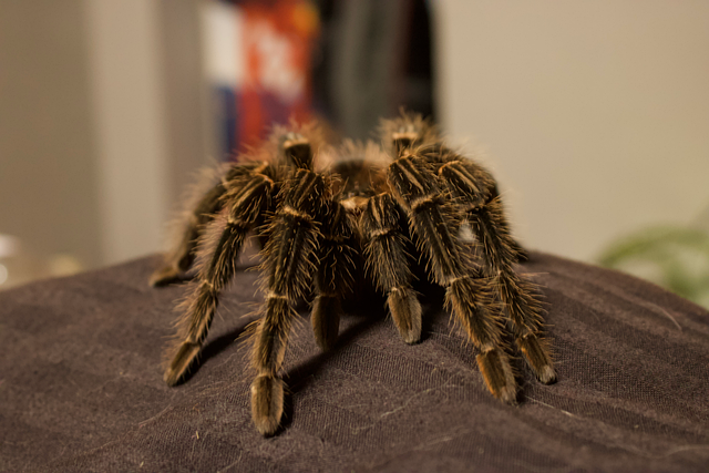 Free spider nature arachnid illustration