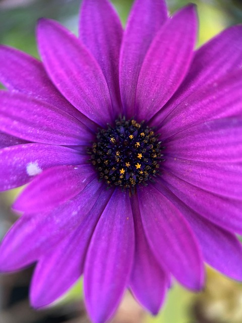 Floare, Petale, Gerbera, Margaretă