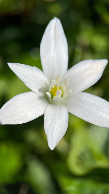 Floare, Natura, Floră, Primăvară, Alb