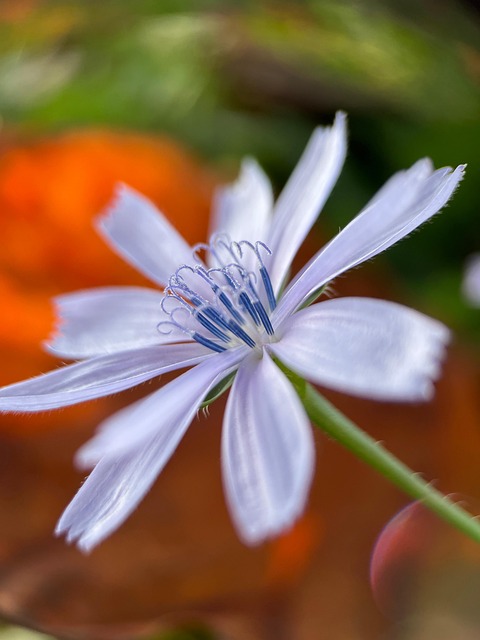 Floare, Natura, Violet, Petale