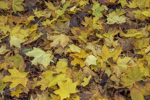 Herbst, Blätter, Wurf, Klon, Natur, Wald