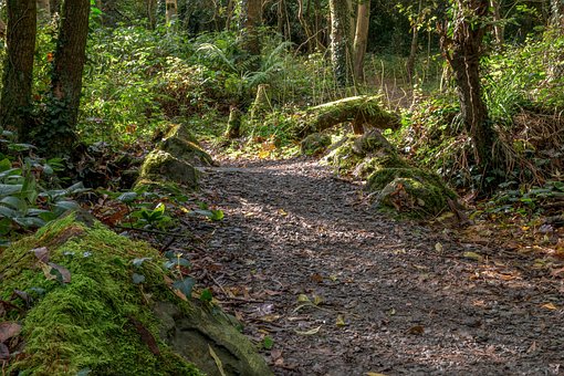 Wald, Der Pfad, Natur, Die Sonne, Bäume
