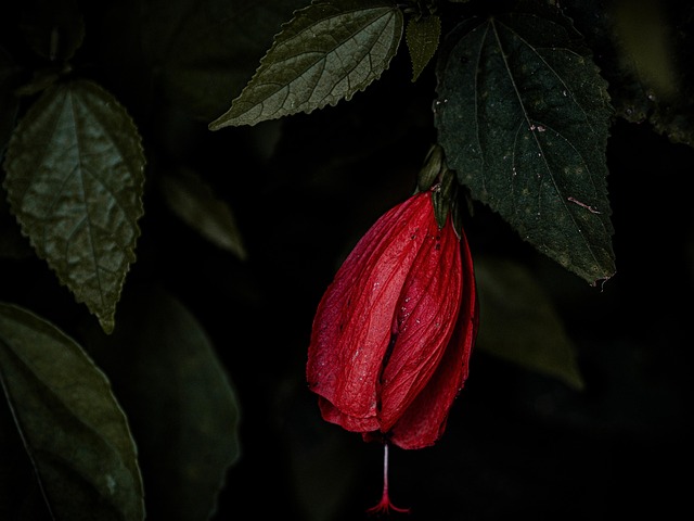 Bloem, Bloemblaadjes, Bladeren