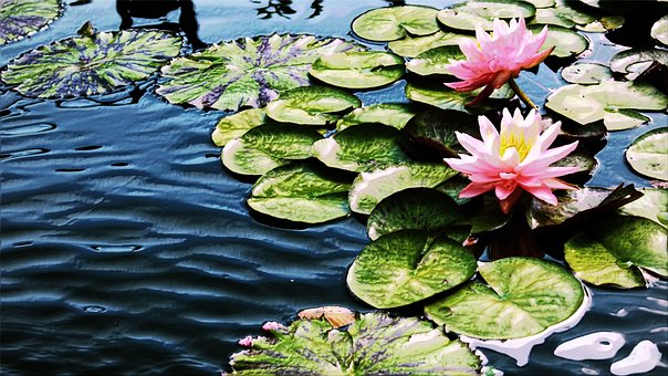 Lotus, Vand, Blomst, Flora, Træ, Natur