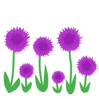 Allium, Blume, Lila, Flora