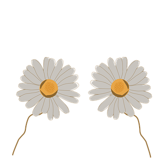 Gänseblümchen, Blumen, Pflanze