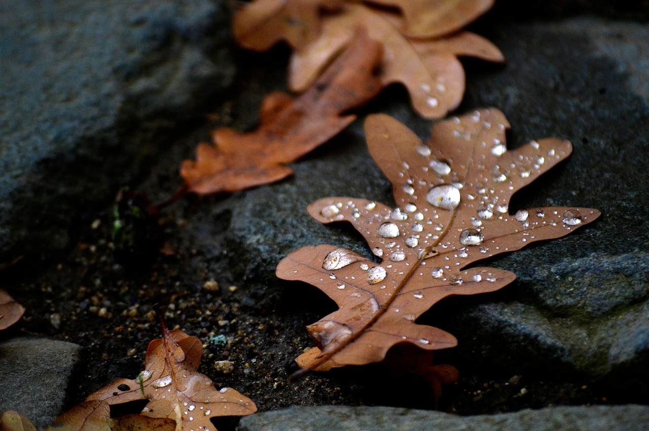 pixabay-pixabay