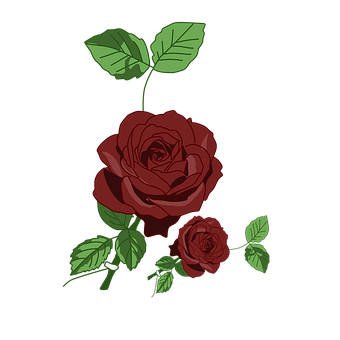 Rose, Blume, Pflanze, Blütenblätter