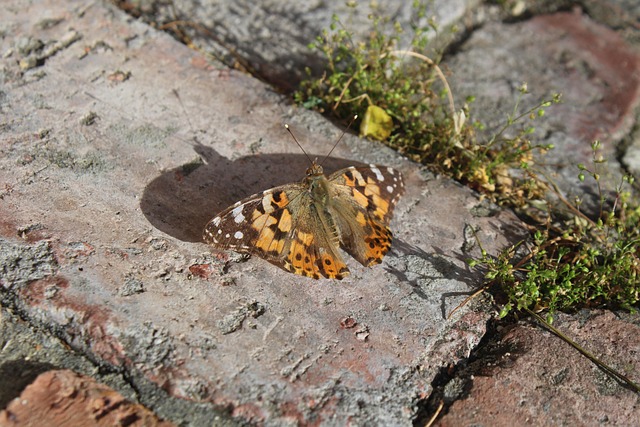 Free Insect Nature photo and picture
