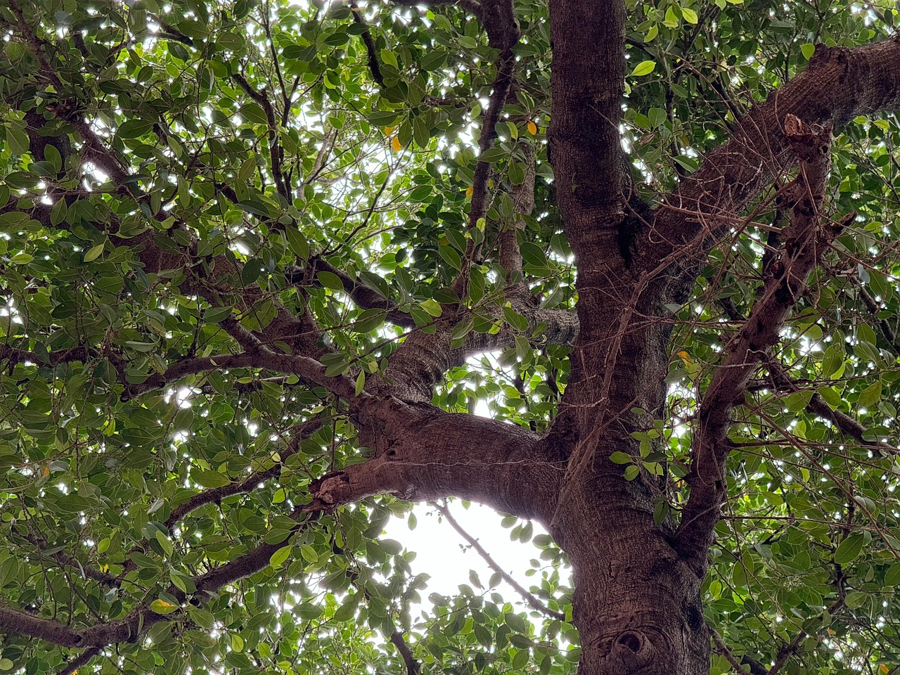 树 工厂 自然 - Pixabay上的免费照片 - Pixabay