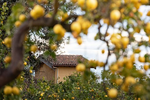 Zitrone, Zitronenbaum, Sizilien, Italien