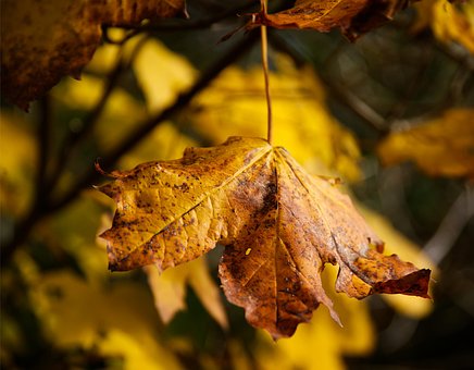 Free Leaves Fall photo and picture