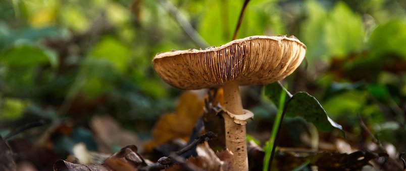 Free Mushroom Fungi photo and picture