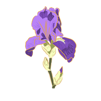 Irisch, Blume, Abstrakt, Natürlich