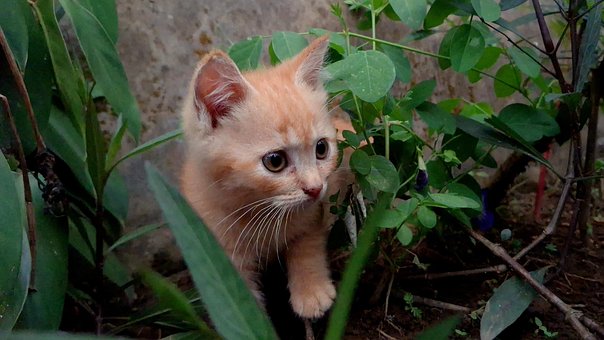 Pisică, Tigru, Animal, Viata Salbatica