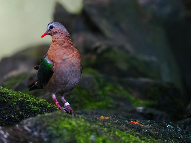 Taube, Vogel, Tier, Federn, Gefieder