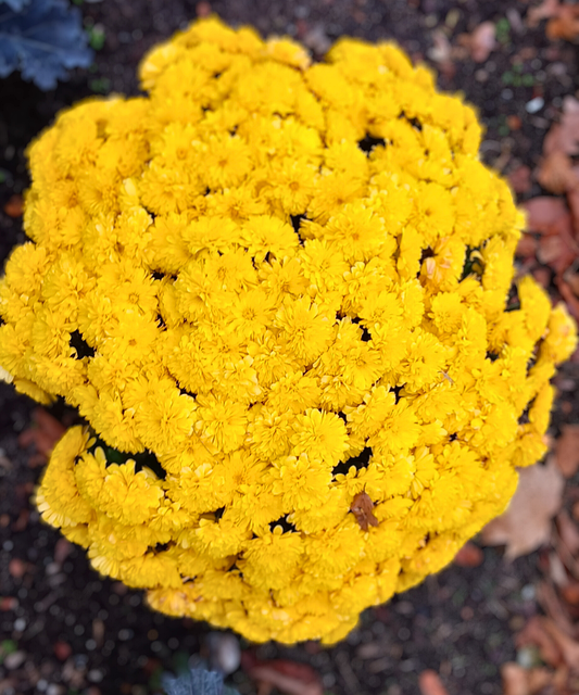 Free Mums Chrysanthemums photo and picture