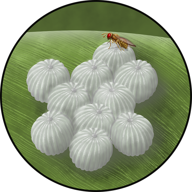 Download free HD stock image of Fruit Fly Insect Free fruit fly insect egg illustration