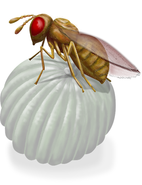 Download free HD stock image of Fruit Fly Insect Free fruit fly insect egg illustration