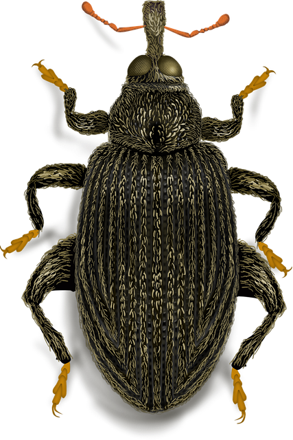 Download free HD stock image of Beech Flea Free beech flea weevil illustration