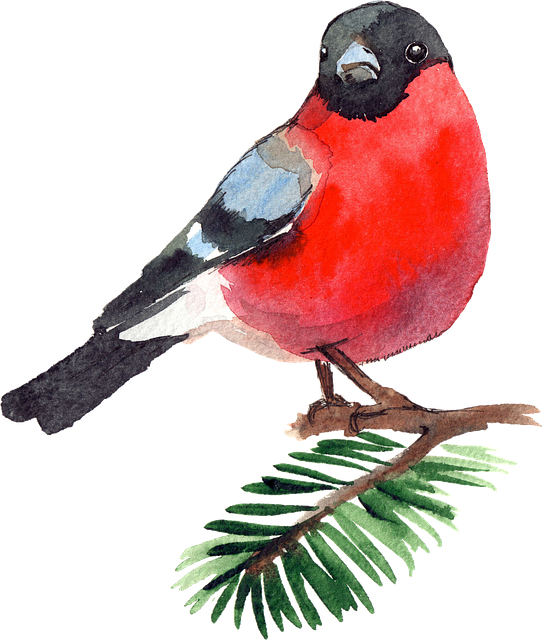 Free bird bullfinch fir trees illustration