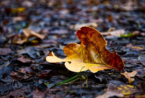 Free Leaves Foliage Leaf photo and picture