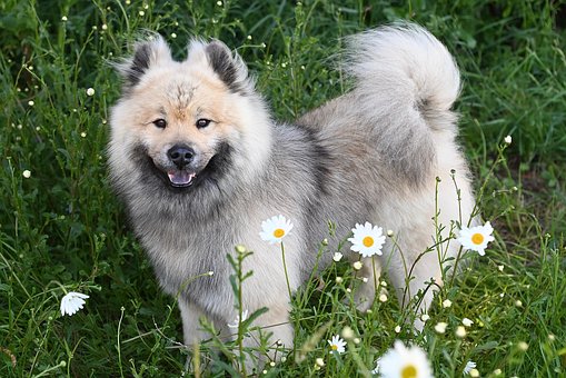 Free Dog Eurasier Dog photo and picture