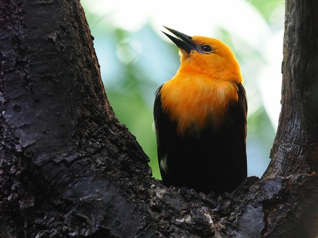 Vogel, Tier, Natur, Vogelkunde, Feder
