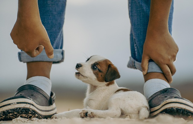 jack russell, puppy, mammal, dog, playing, nature, cute, pet, playful, animal