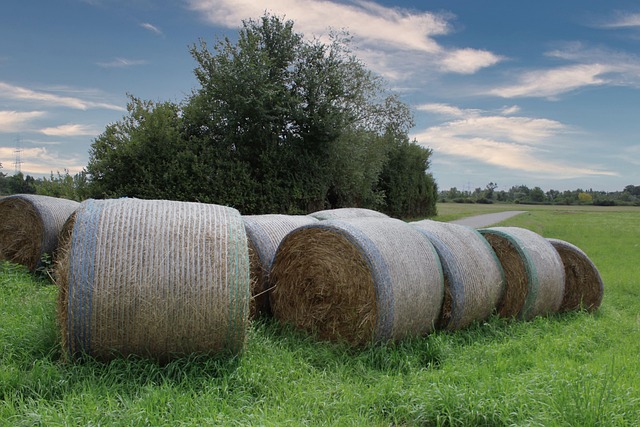 Free Hay Hay Bales photo and picture