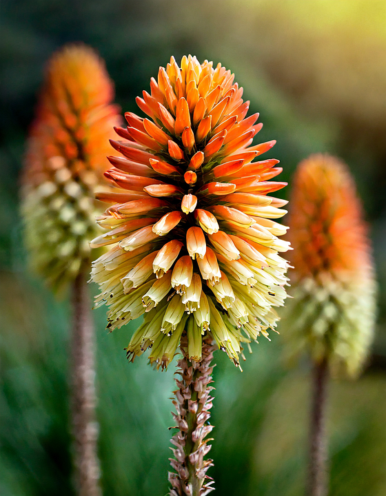 剑花 自然 植物 - Pixabay上的免费图片 - Pixabay