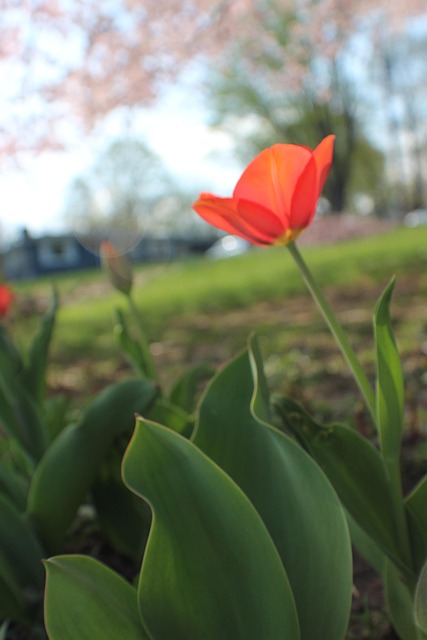 Free Flower Nature photo and picture