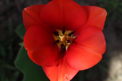 Free Flower Red photo and picture