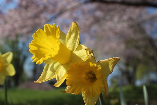Free Flower Plant photo and picture