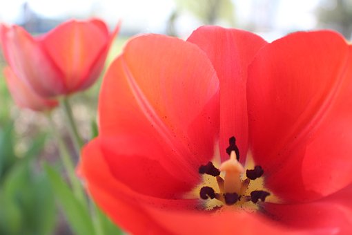Free Flowers Plants photo and picture