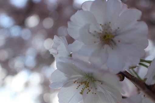 Free Flowers Tree photo and picture