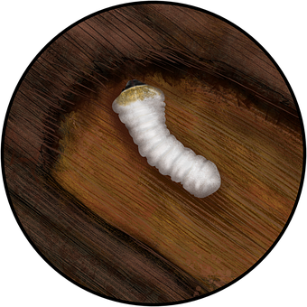 Free Insect Entomology illustration and picture