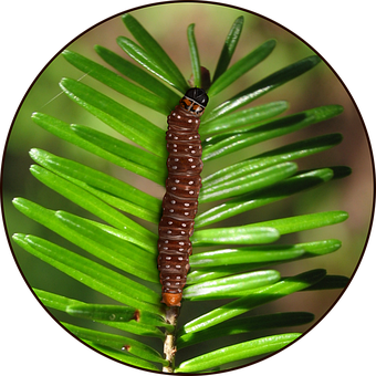 Free Insect Entomology illustration and picture