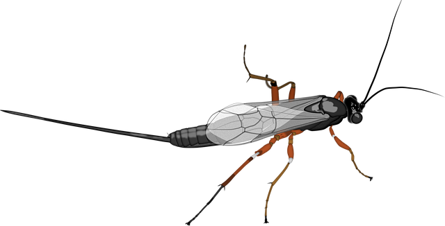 Free insect entomology nature illustration