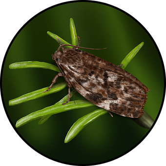 Free Insect Entomology illustration and picture