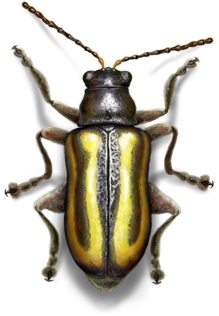 Free Insect Entomology illustration and picture