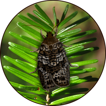 Insecto, Entomología, Naturaleza