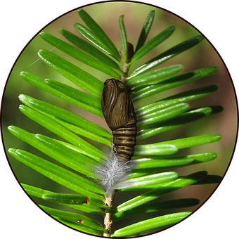 Free Insect Entomology illustration and picture