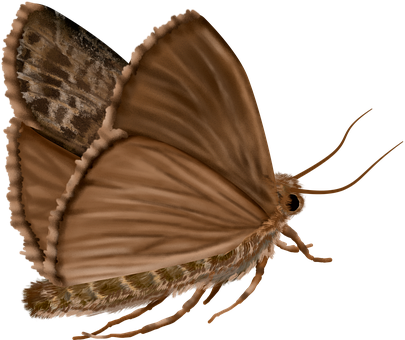 Insekt, Entomologie, Natur, Biologie