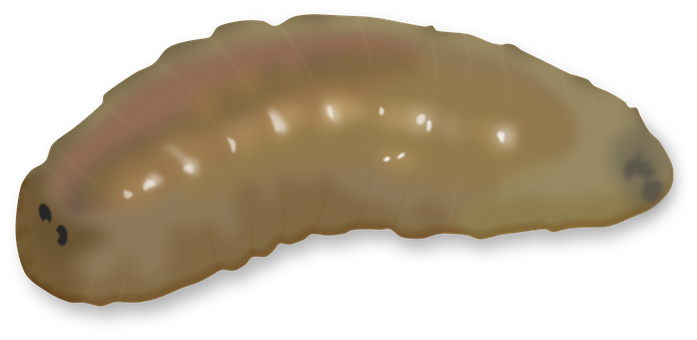 Free Insect Entomology illustration and picture