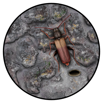 Free Insect Entomology illustration and picture