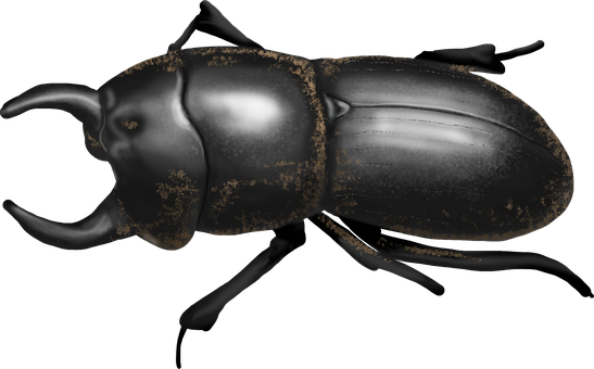 Insekt, Entomologie, Natur, Biologie